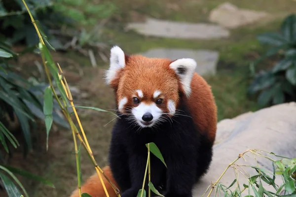 Lindo Panda Vermelho Hong Kong — Fotografia de Stock