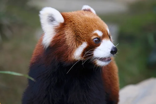 Çok Güzel Kırmızı Panda Nesli Tehlike Altında Olan Hayvan Çin — Stok fotoğraf