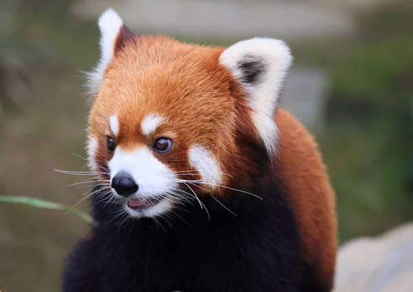 Mooie Rode Panda Bedreigde Dier China — Stockfoto