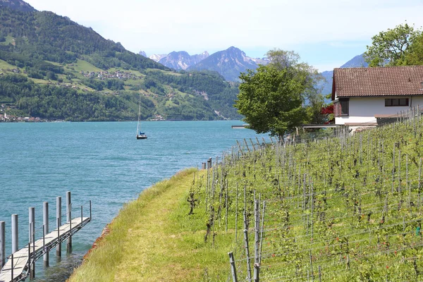 Wijngaard Quinten Geconfronteerd Met Lake Walensee Buurt Van Zürich Zwitserland — Stockfoto