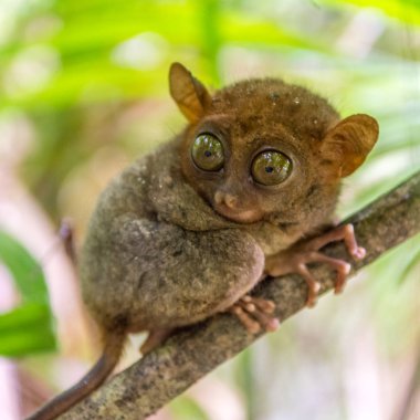 Bohol içinde şirin tarsier