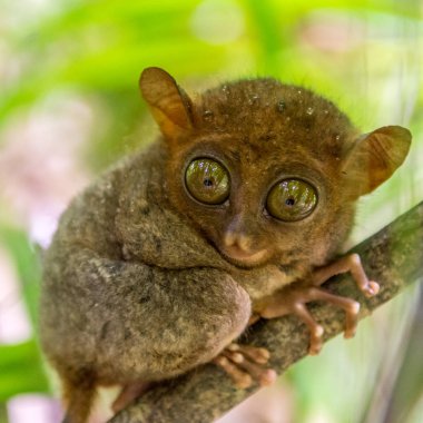 Bohol içinde şirin tarsier