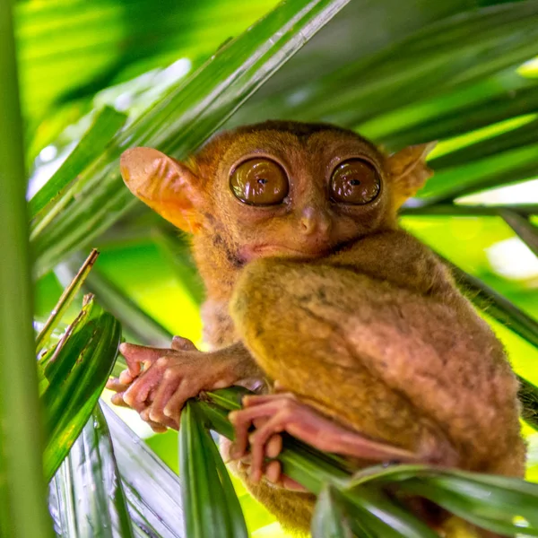 Bohol içinde şirin tarsier — Stok fotoğraf