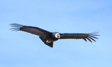 uçan Patagonya akbaba