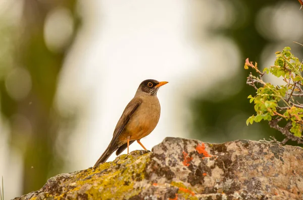 Pássaro castanho (Tordo-de-peito-preto, Turdus dissimilis ) — Fotografia de Stock