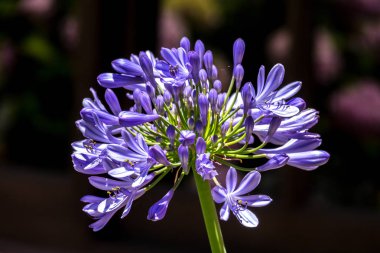 Afrika lily, Agapanthus africanus, Agapanthaceae çiçek 