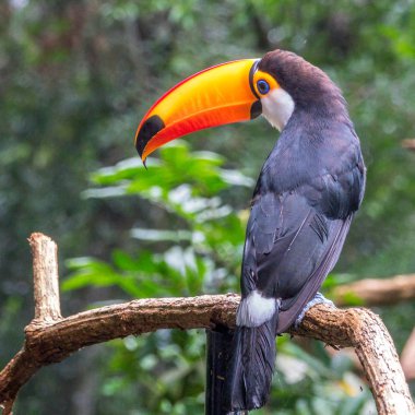 Ağacın üzerinde oturup toucan (Ramphastos toco)