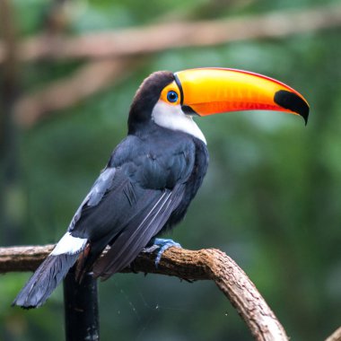 Ağacın üzerinde oturup toucan (Ramphastos toco)