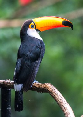 Ağacın üzerinde oturup toucan (Ramphastos toco)