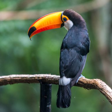 Ağacın üzerinde oturup toucan (Ramphastos toco)