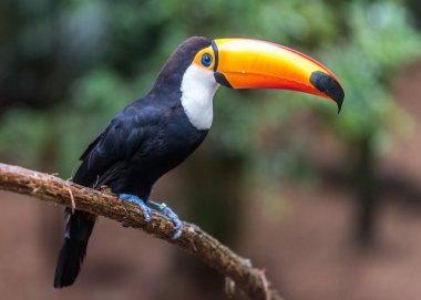 Ağacın üzerinde oturup toucan (Ramphastos toco)
