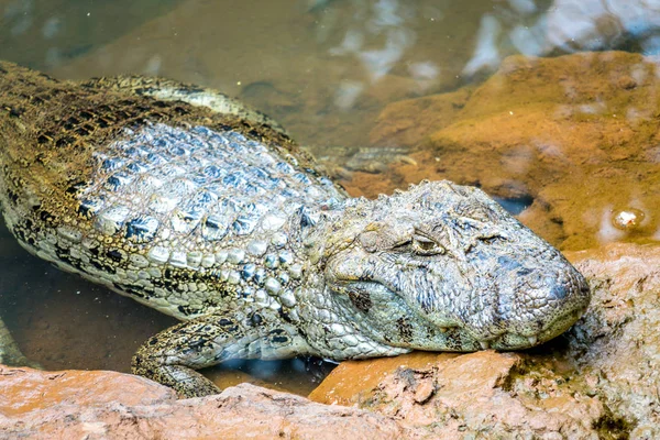 Un cocodrilo en el iguazú —  Fotos de Stock