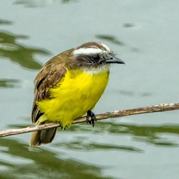 Harika bir Kiskadee — Stok fotoğraf