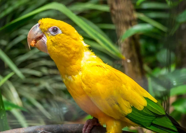 En gul papegoja — Stockfoto