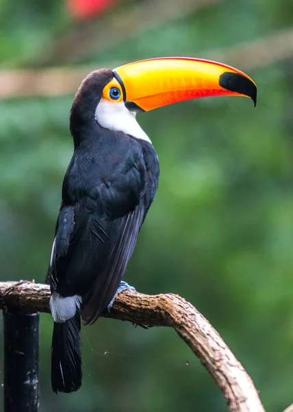 Toucan (Ramphastos toco) κάθεται στο δέντρο — Φωτογραφία Αρχείου