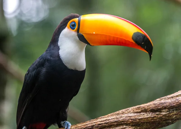 Tukan (Ramphastos toco) sedí na stromě — Stock fotografie