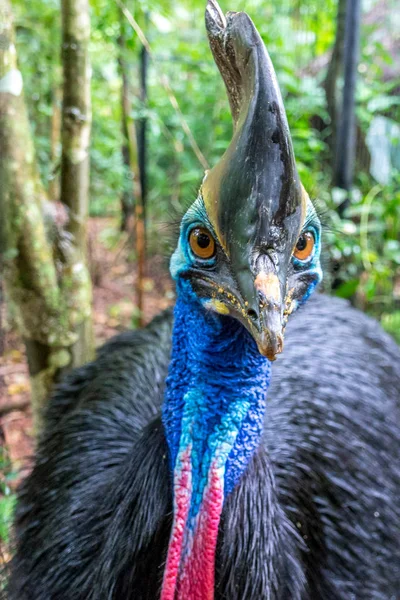 Southern Cassowary — Stock fotografie