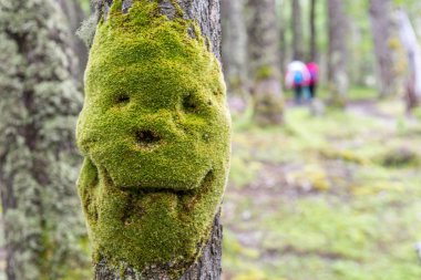 Çeşitli yeşil yosun ve likenler