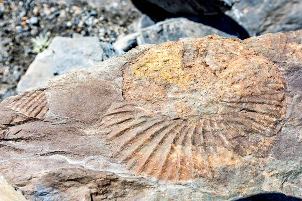 典型的な歴史的な化石 — ストック写真