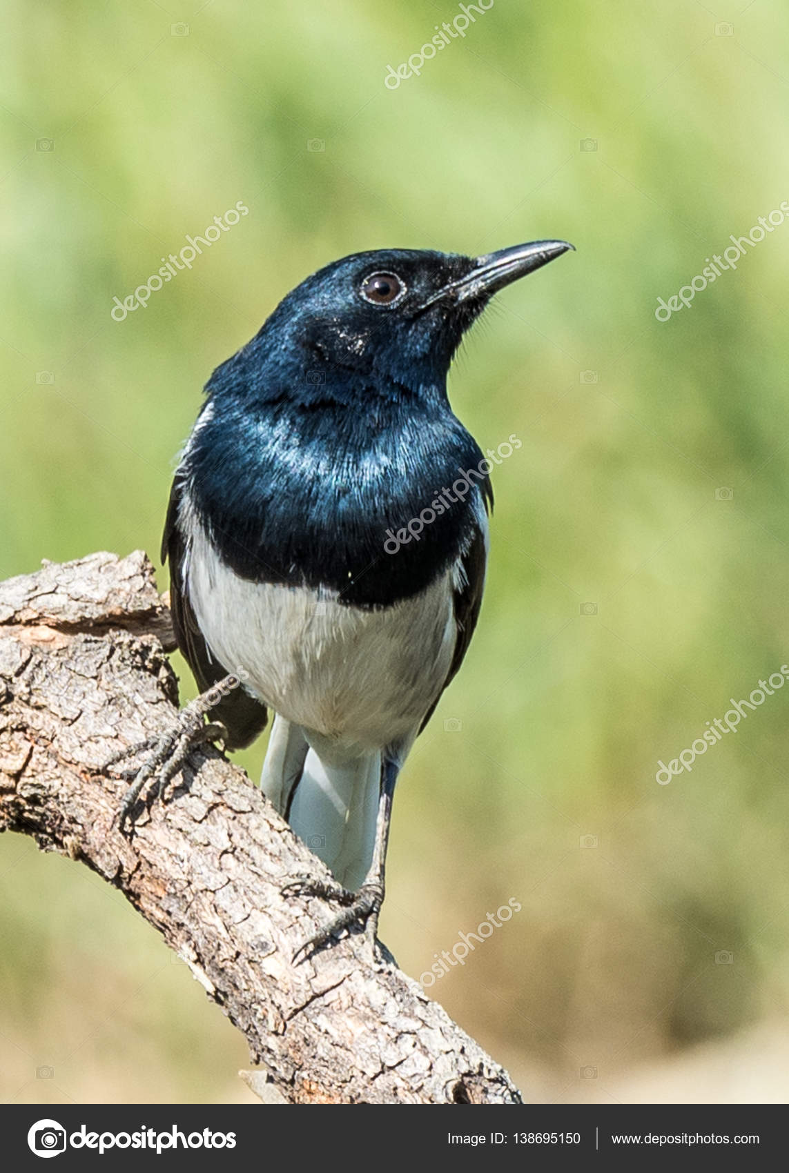 Le Ficedula Westermanni Oiseau Photographie Jasonyu