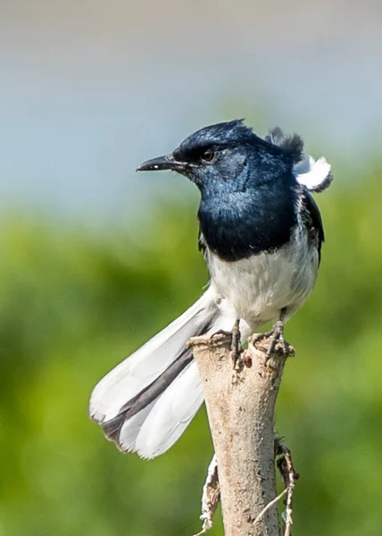 Der fiktionale Vogel westlicher Prägung — Stockfoto