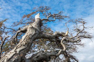 Tierra del Fuego rüzgarla tarafından deforme ağaç