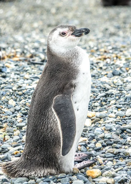 O Pinguim-de-Magalhães — Fotografia de Stock