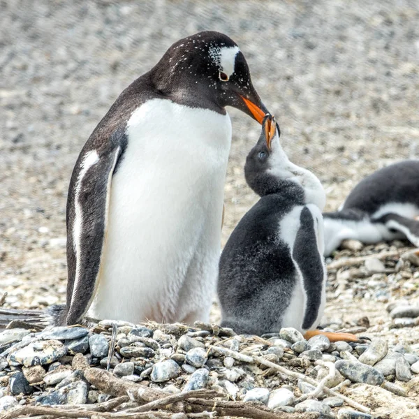 O Pinguim-de-Magalhães — Fotografia de Stock