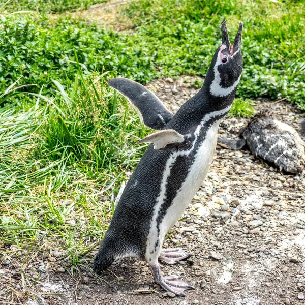 O Pinguim-de-Magalhães — Fotografia de Stock
