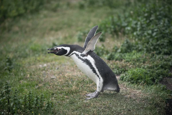 El Pingüino de Magallanes — Foto de Stock