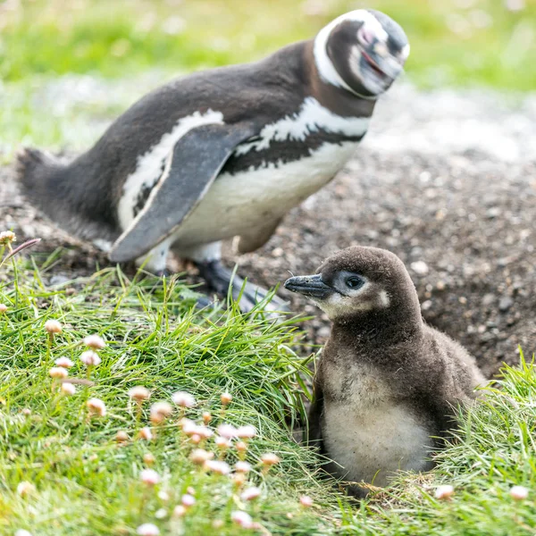 マゼラン ペンギン — ストック写真