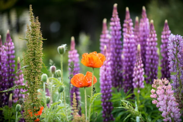 色とりどりのルピナスとポピーの花 — ストック写真