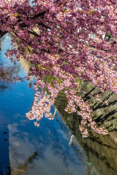 Sakura blommorna — Stockfoto