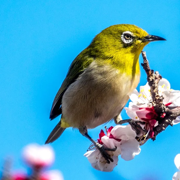 シルバーアイ鳥 — ストック写真