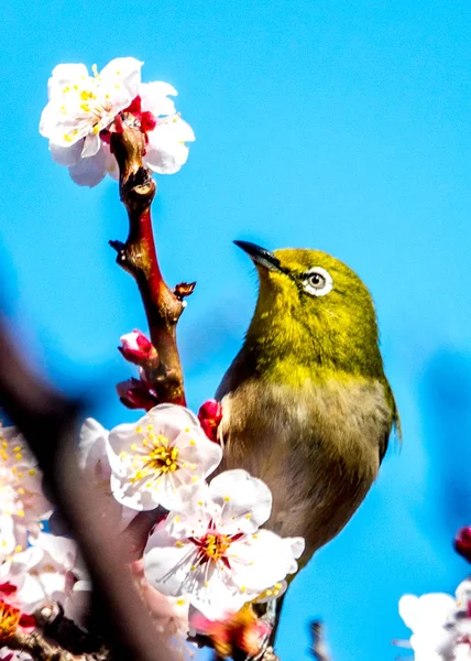 Silvereye fågeln — Stockfoto