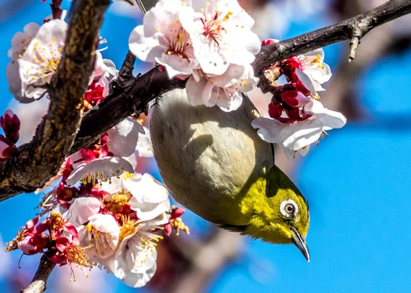 Silvereye fågeln — Stockfoto