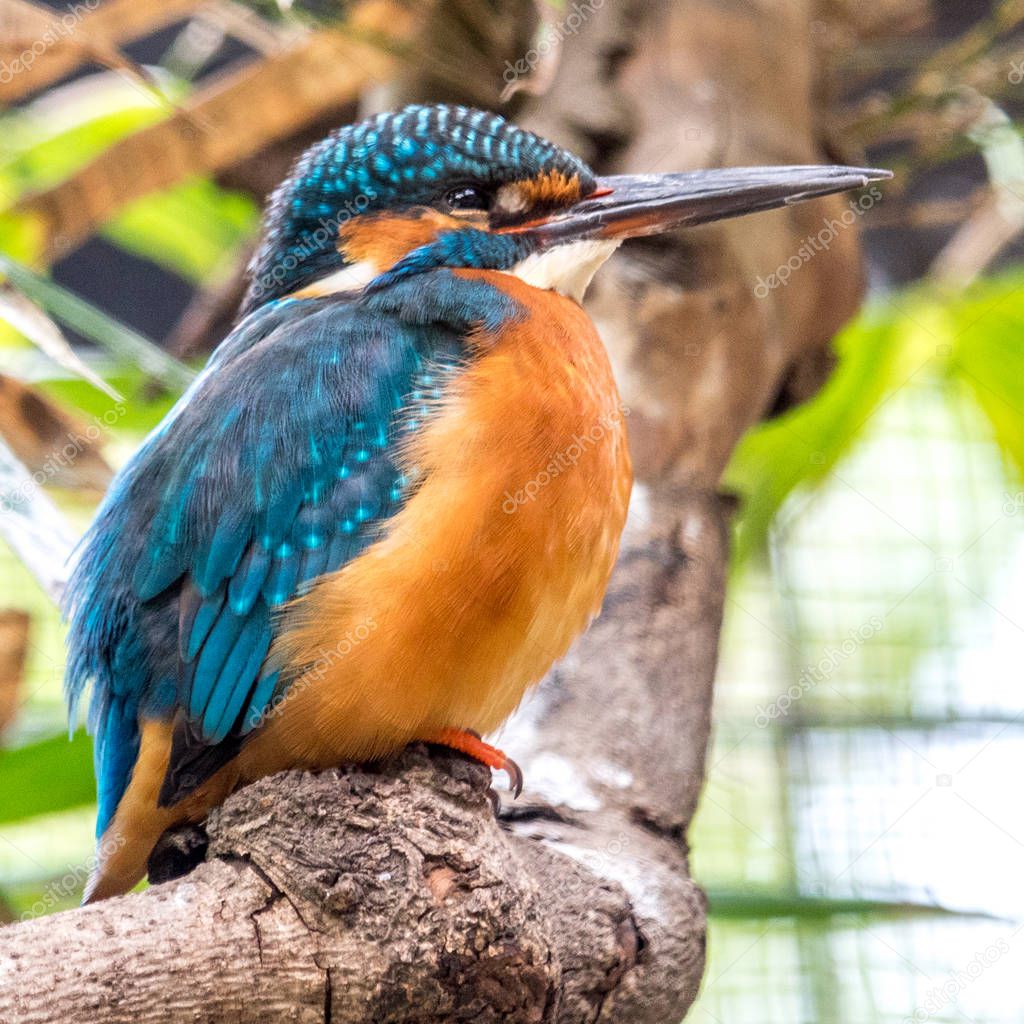 The Common Kingfisher 