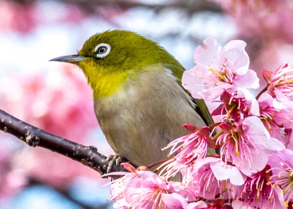 Silvereye fågeln — Stockfoto