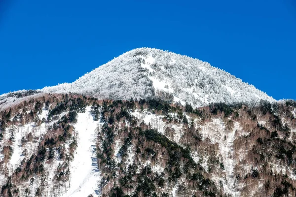 Karla kaplı dağ ve çam ağacı — Stok fotoğraf