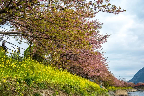 La cereza de Yoshino —  Fotos de Stock