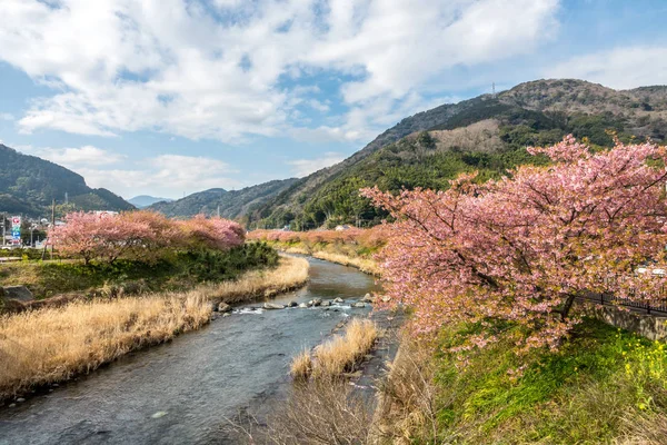 Die Yoshino-Kirsche — Stockfoto