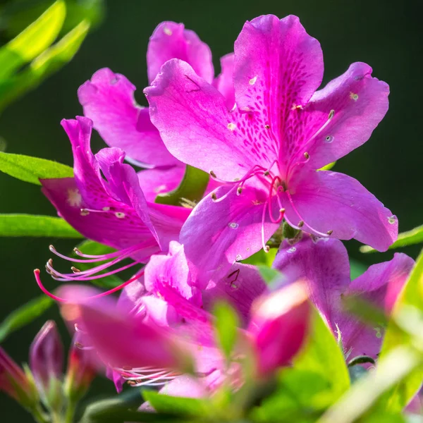 Rhododendron simsii Planch — Stockfoto