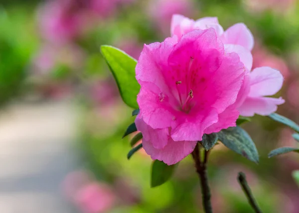 Rhododendron simsii Planch — 图库照片