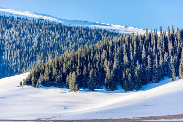 Çam ağaçları ile kar — Stok fotoğraf