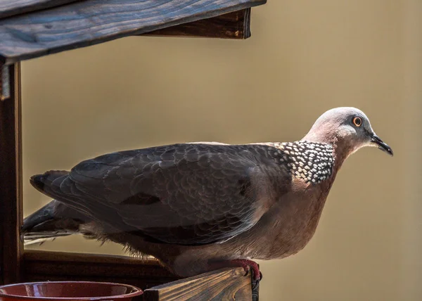 Die Streptopelia chinensis — Stockfoto