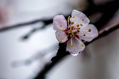 güzel kayısı çiçek