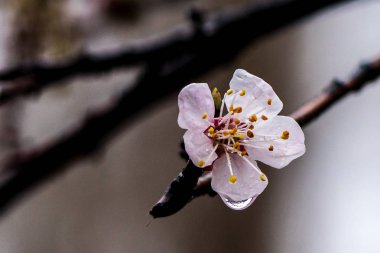güzel kayısı çiçek