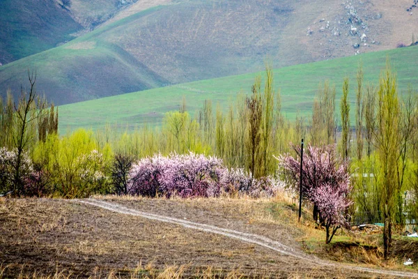 Beautiful Apricot Valley — Stock Photo, Image