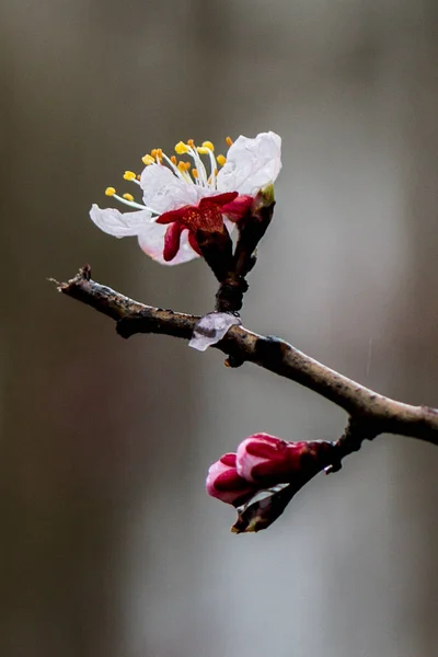 Schöne Aprikosenblüten — Stockfoto