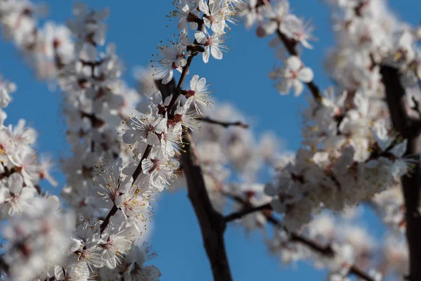 Beautiful apricot flowers — Stock Photo, Image